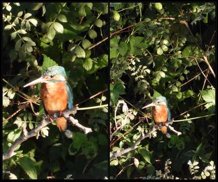 Image of Alcedo atthis ispida Linnaeus 1758