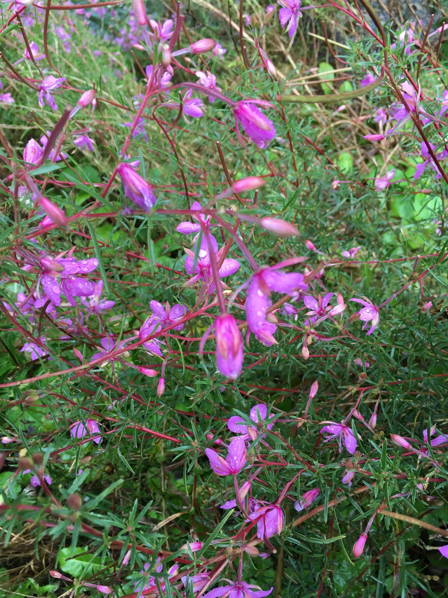 Image de Epilobium dodonaei Vill.