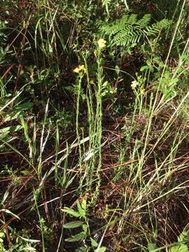 Image of Hairy St. John's-Wort