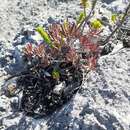 Image of Lampranthus ceriseus (L. Bol.) L. Bol.