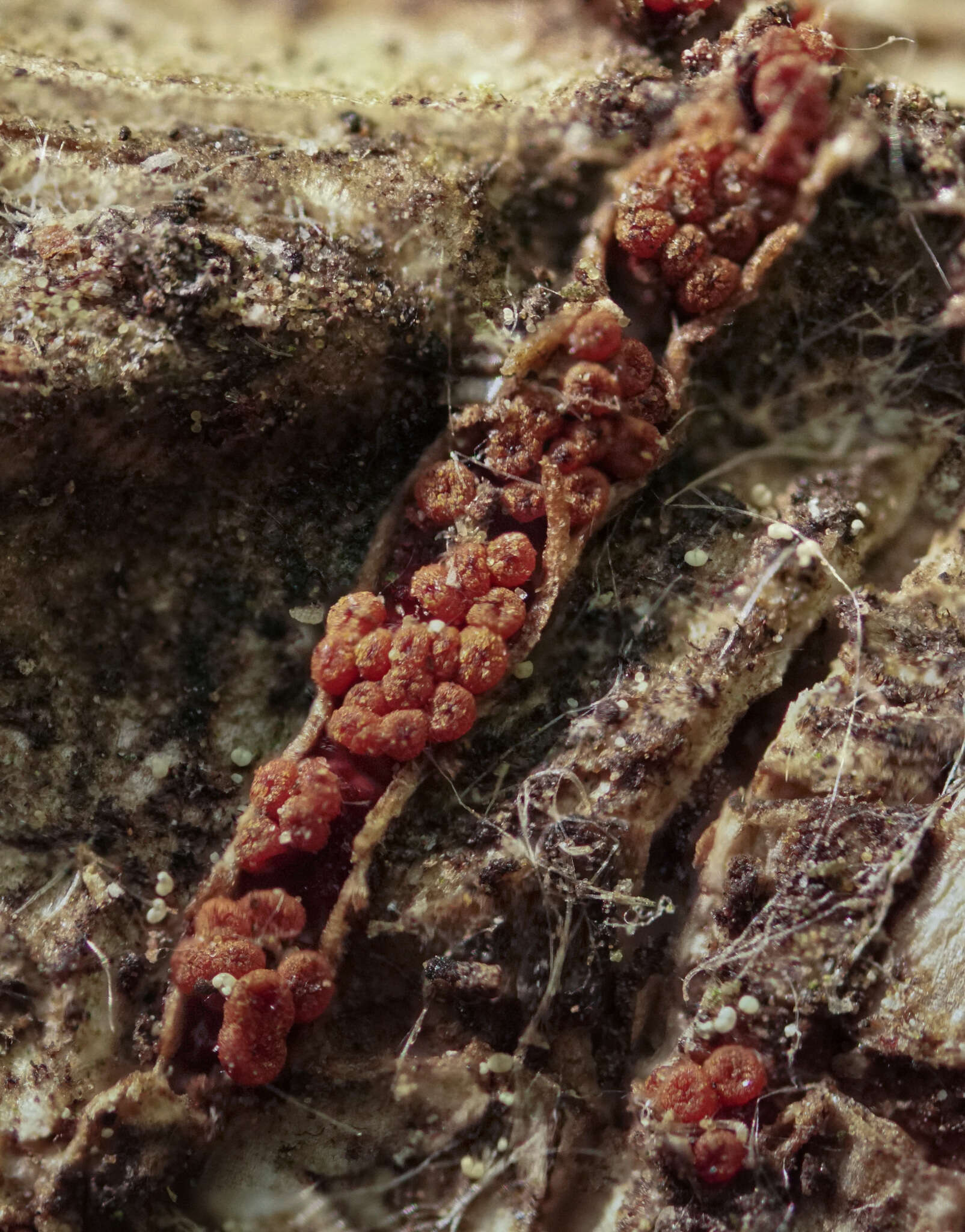 Image of Thyronectria sinopica (Fr.) Jaklitsch & Voglmayr 2014