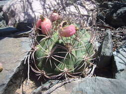 Image of Gymnocalycium saglionis (F. Cels) Britton & Rose