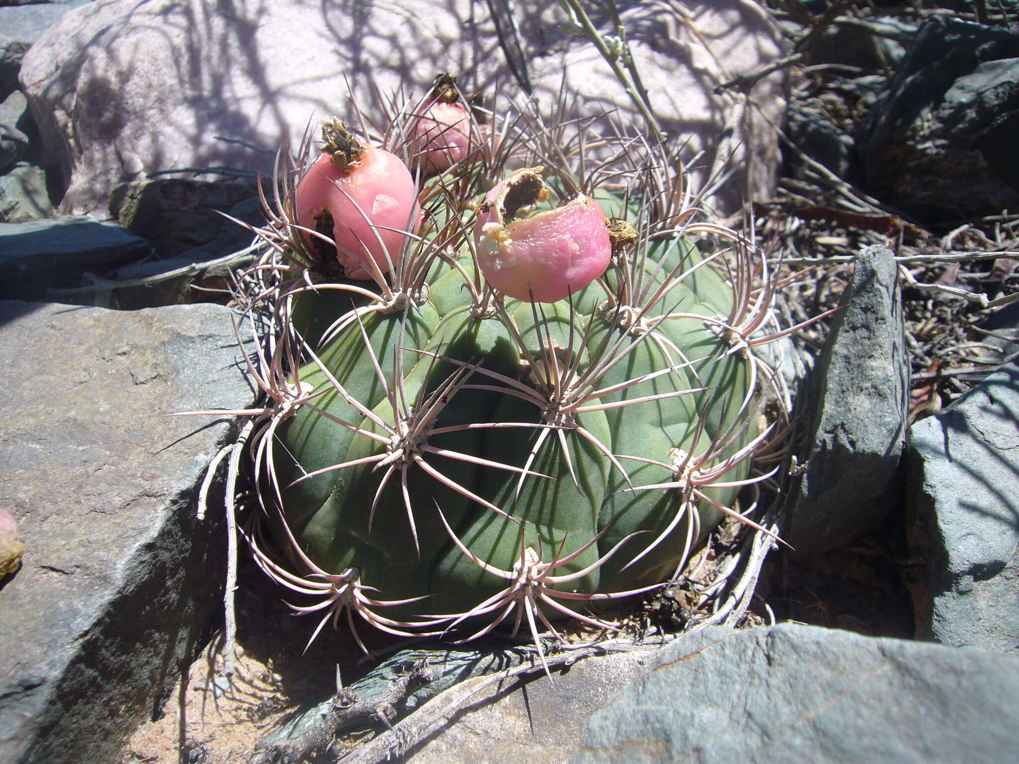 Image of Gymnocalycium saglionis (F. Cels) Britton & Rose