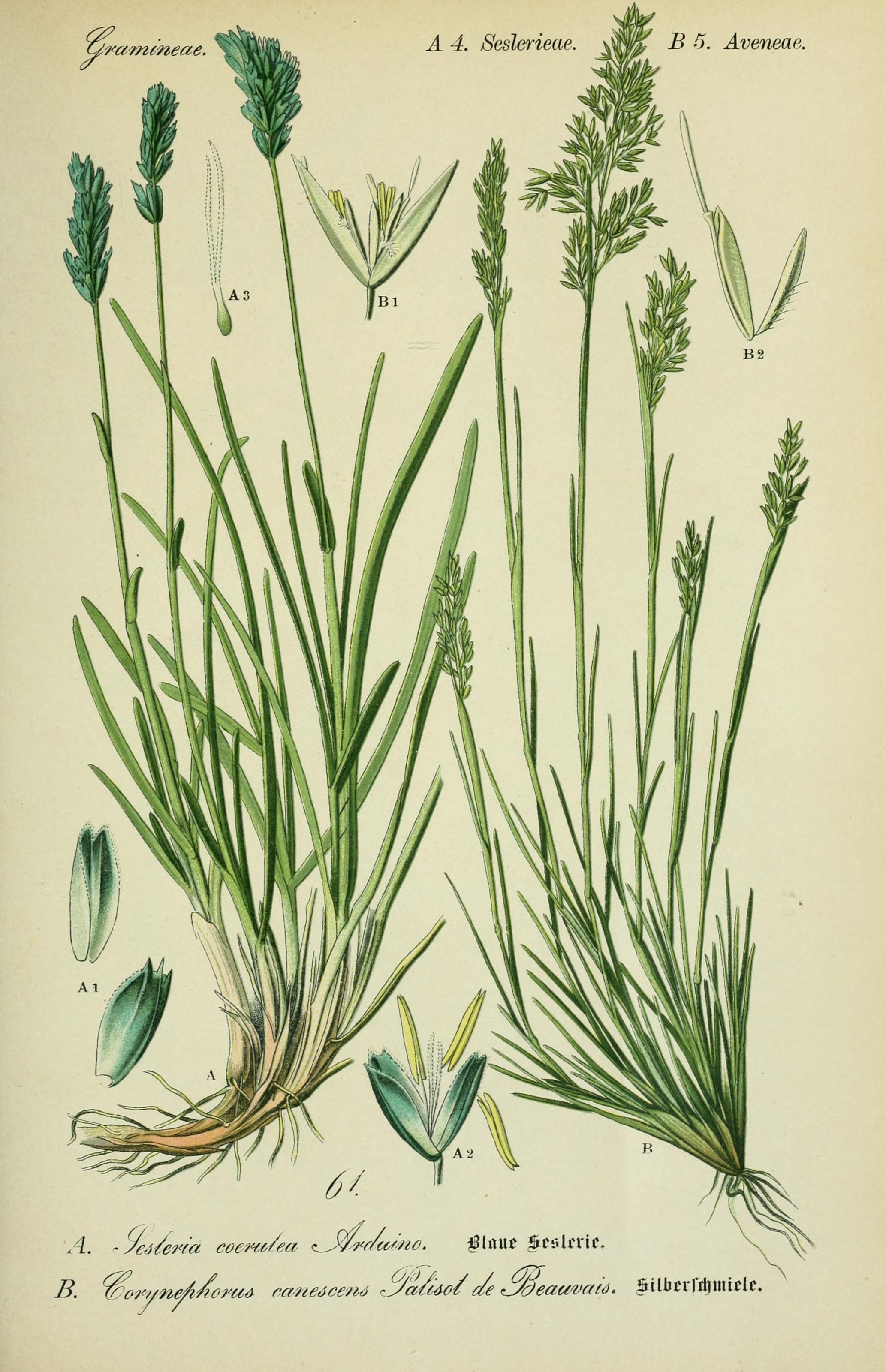 Sesleria caerulea (rights holder: Biodiversity Heritage Library)