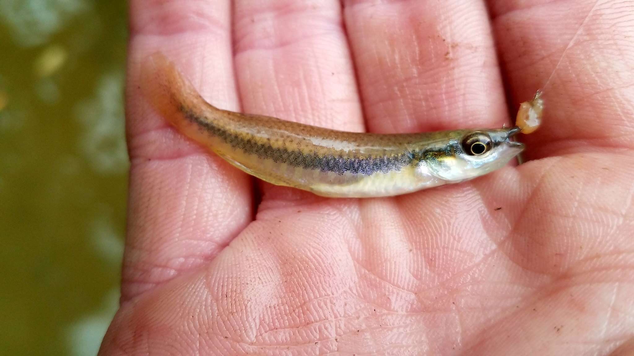 Image of Blackstripe Topminnow