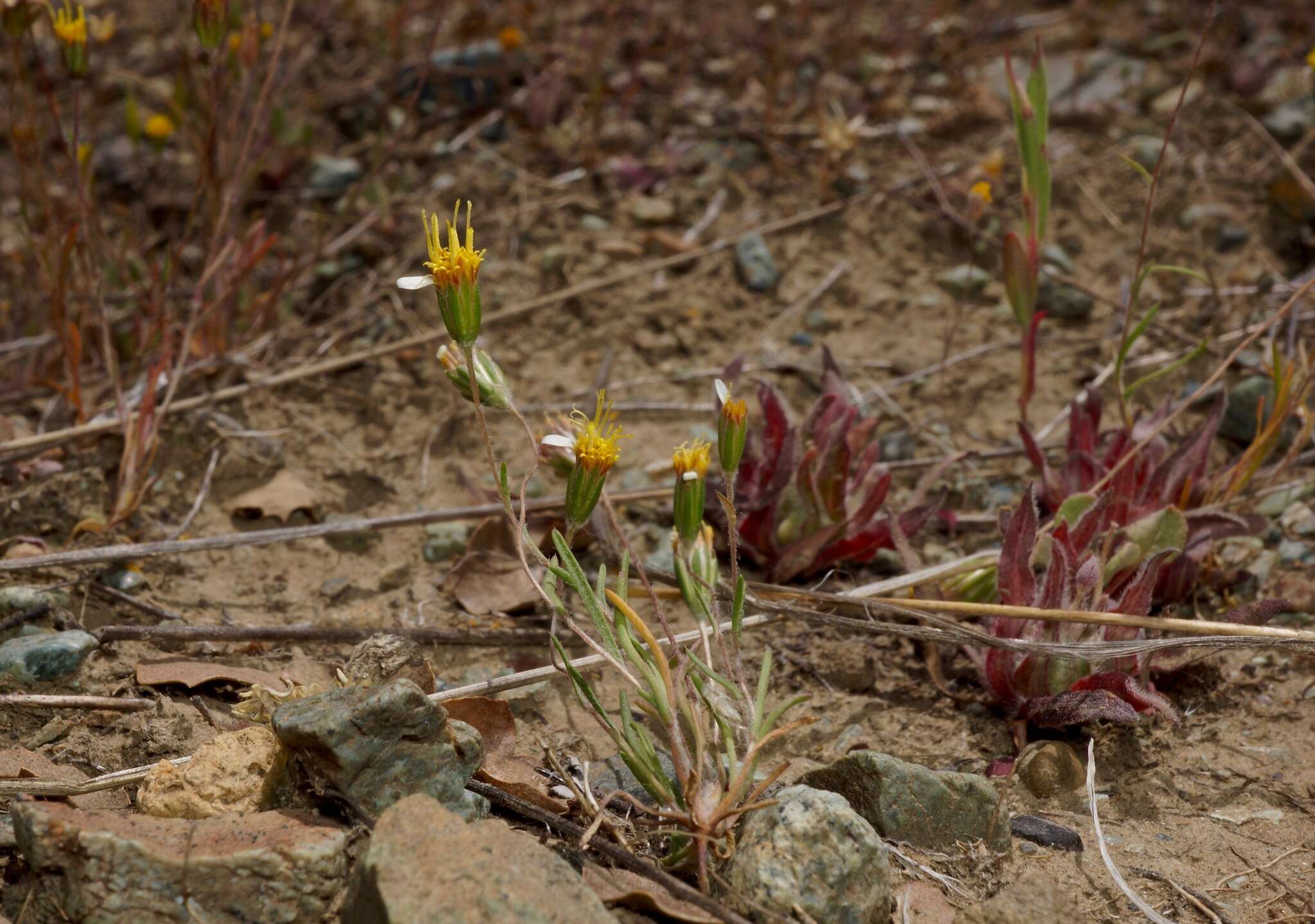 Image of meager pygmydaisy