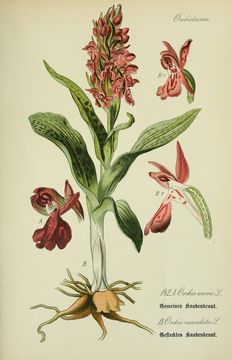 Image of Green-winged Orchid