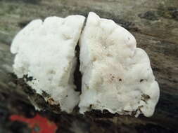 Image of White Cheese Polypore