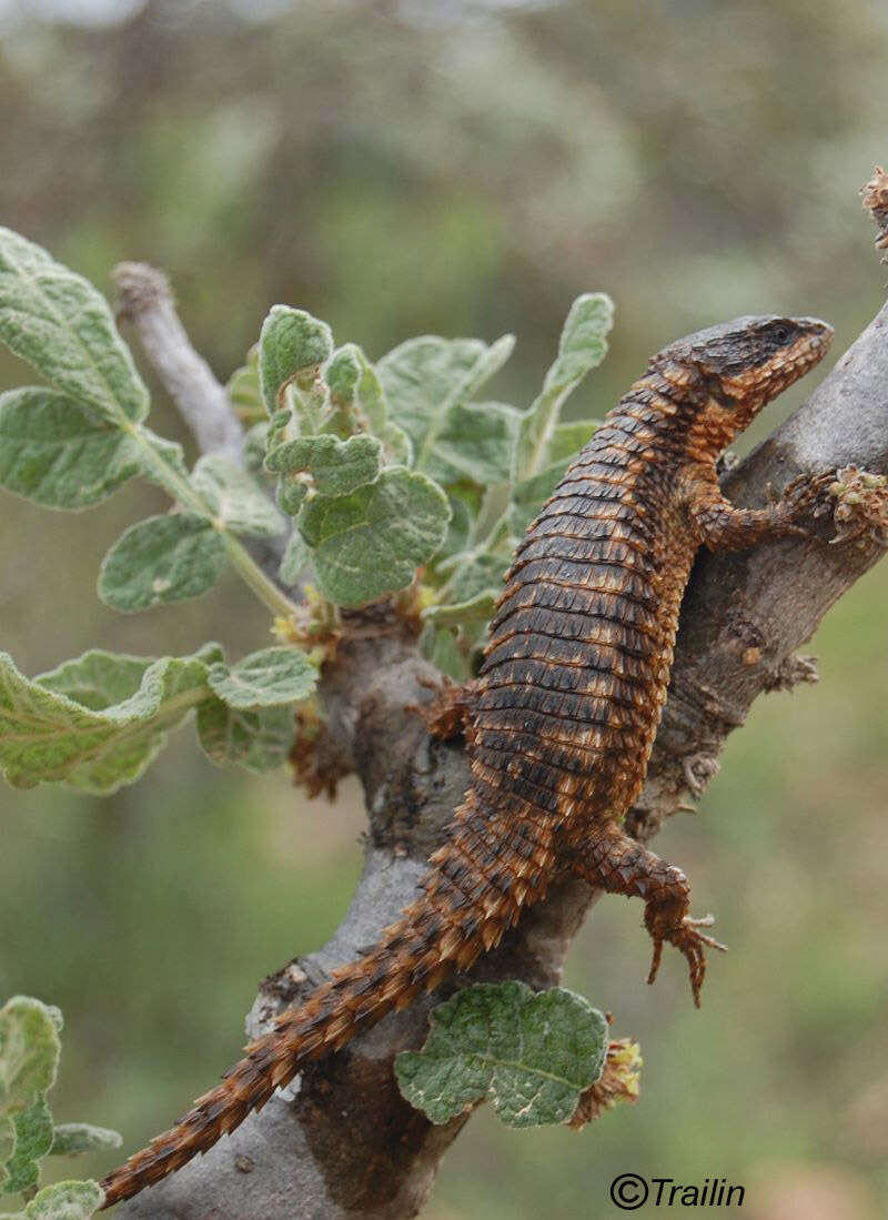 Image of Ethiopian Girdled Lizard