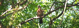 Image of Picazuro Pigeon