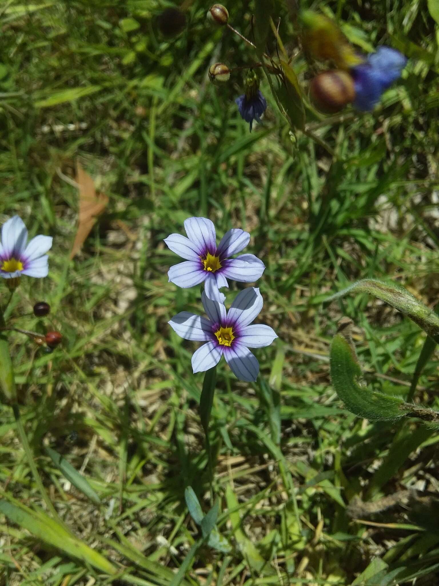 Sisyrinchium platense I. M. Johnst.的圖片