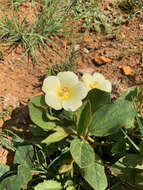 Image of Dwarf yellow hibiscus