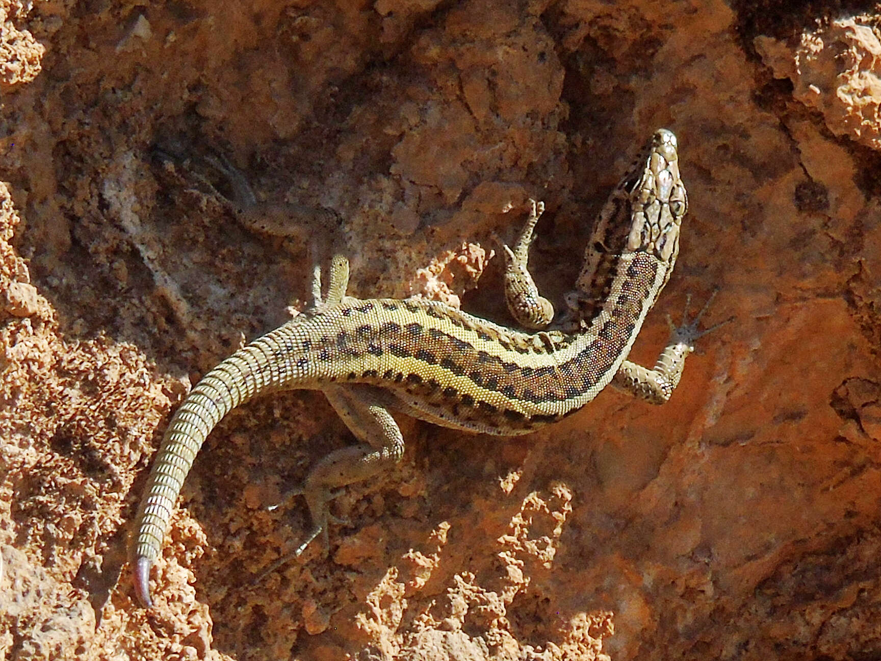 Image of Anatolian Lizard