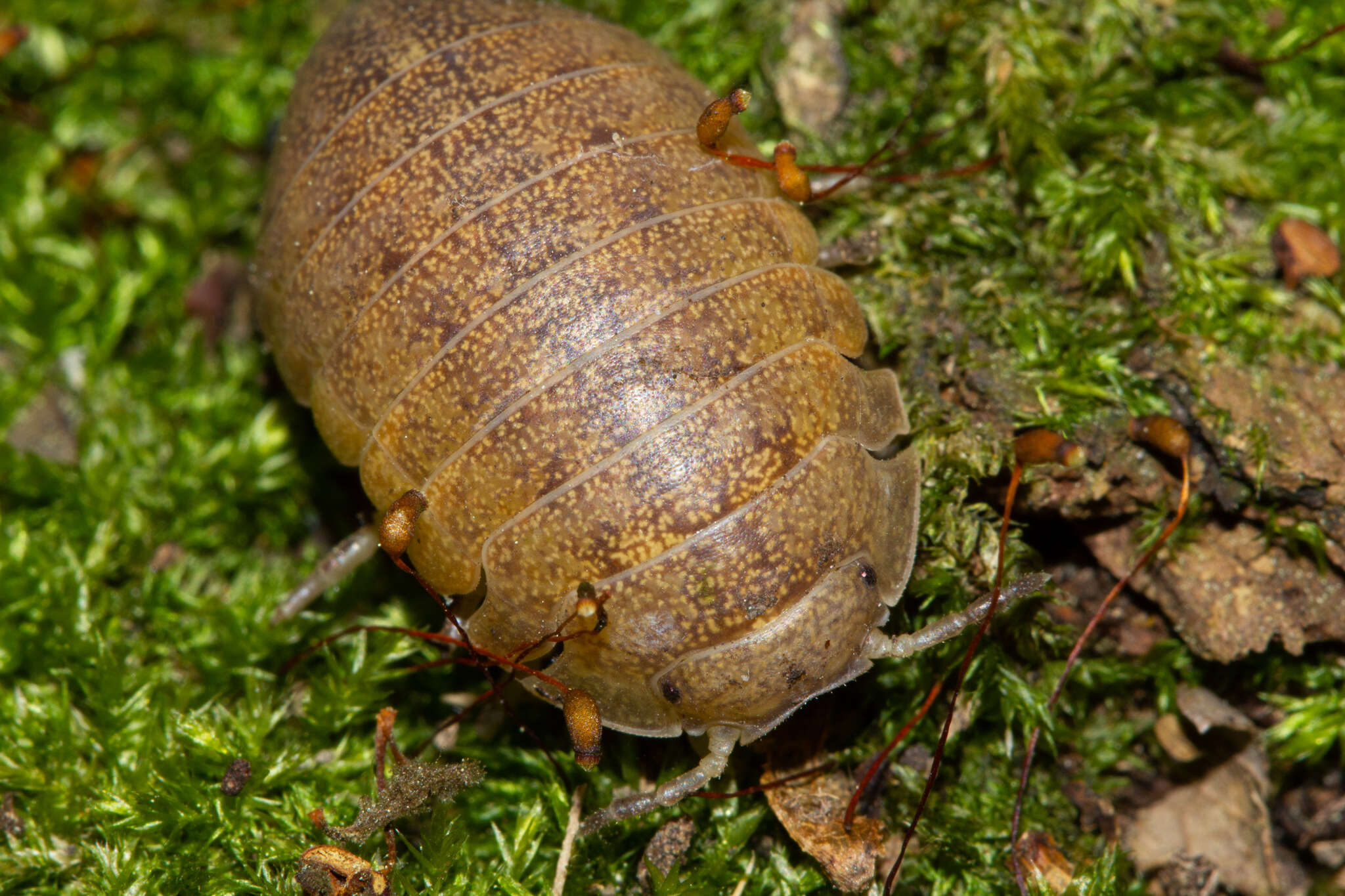 Image of Helleria brevicornis Ebner 1868