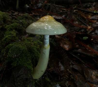 Cortinarius tessiae Soop 2008的圖片