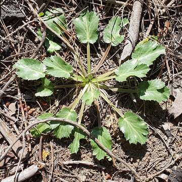 Image of Eryngium triquetrum Vahl