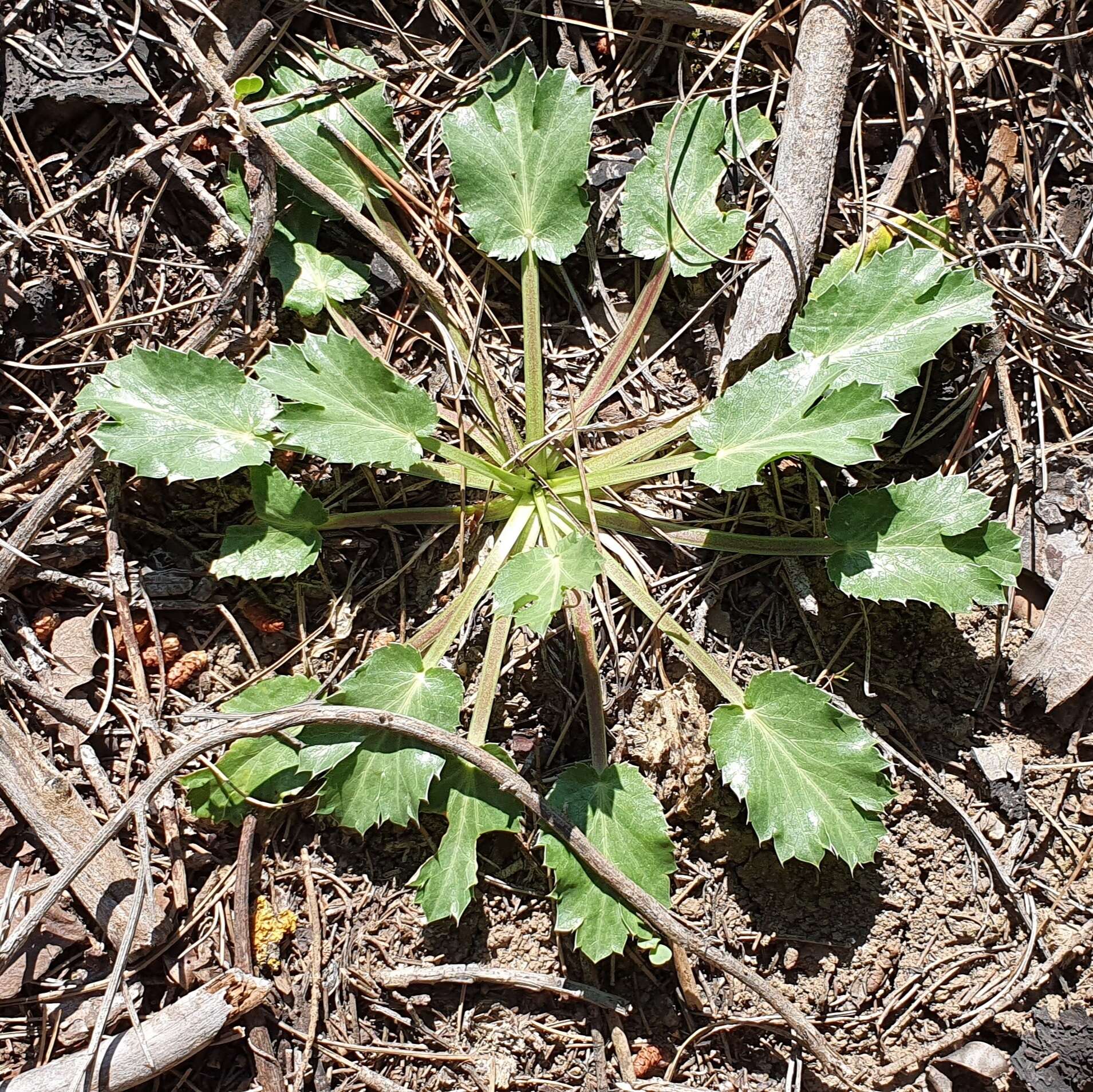 Eryngium triquetrum Vahl resmi