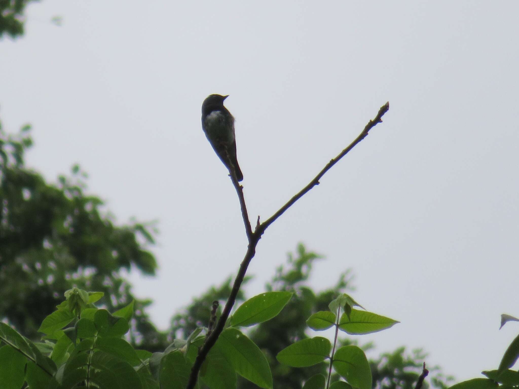 Image of Cyanoptila Blyth 1847