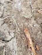 Image of Plains Blackhead Snake