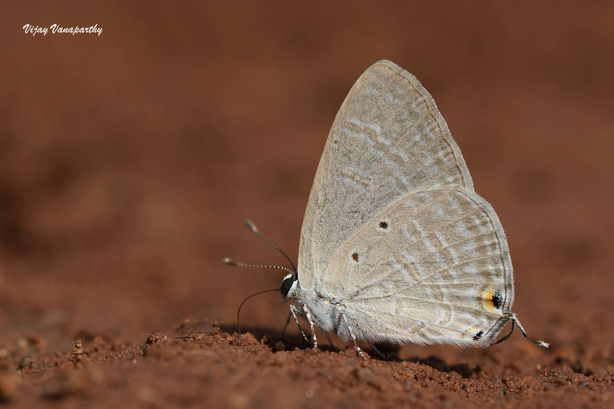 Image de Catochrysops