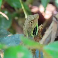 Image of Green Fan-throated lizard