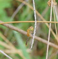 Image of Red Percher Dragonfly