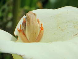 Image of Arum lily frog