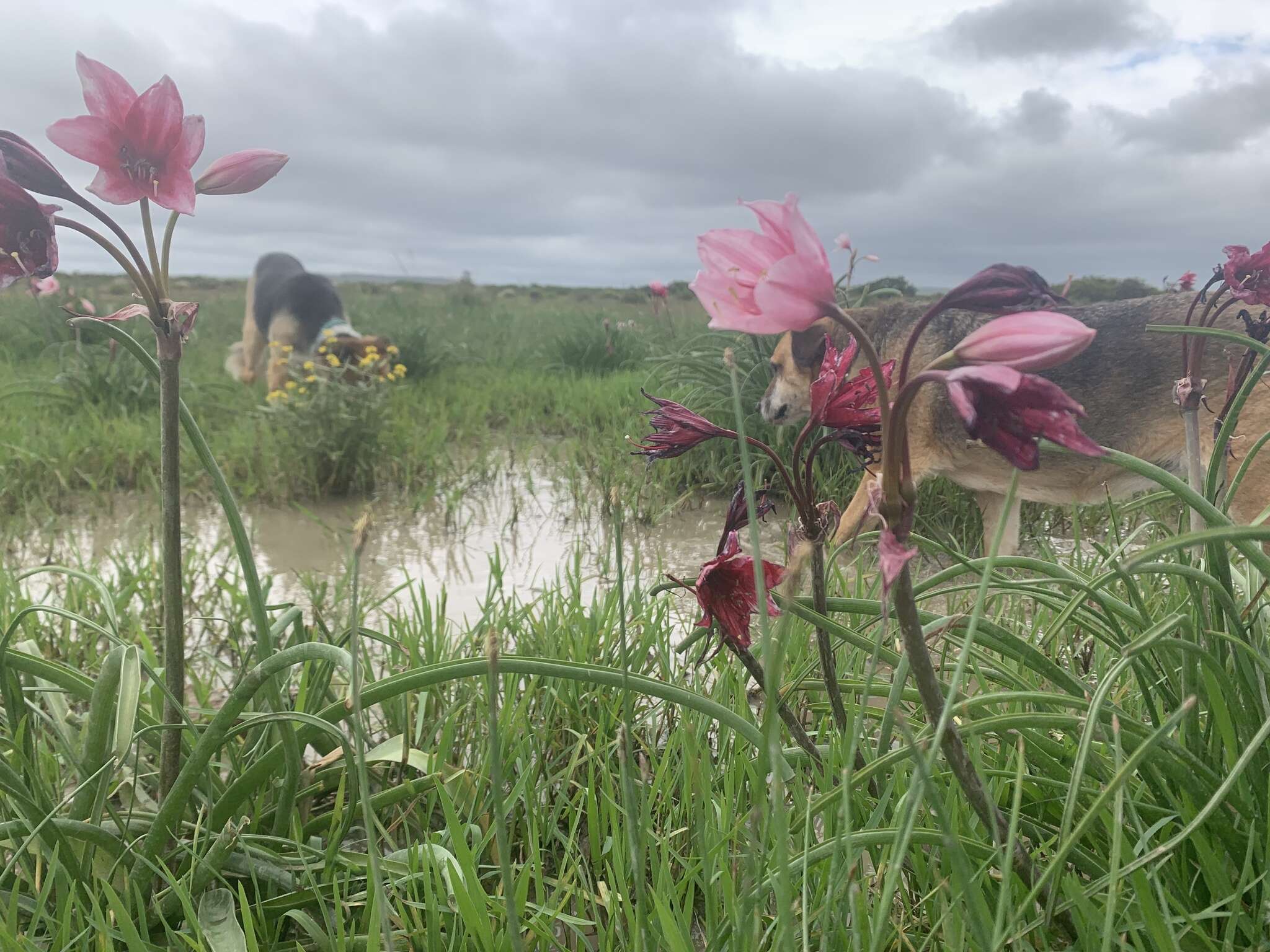 Imagem de Crinum campanulatum Herb.