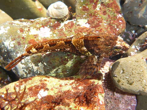 Image of Tidepool sculpin