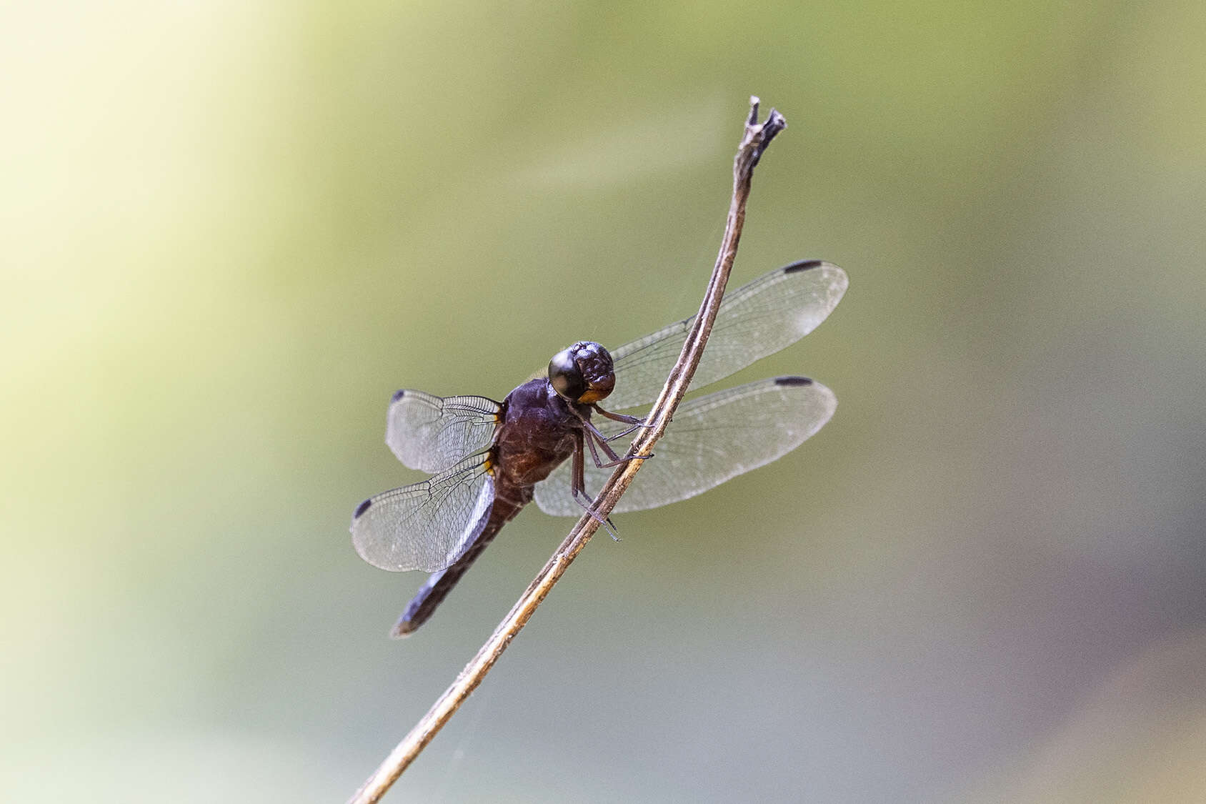 Image of Hadrothemis coacta (Karsch 1891)