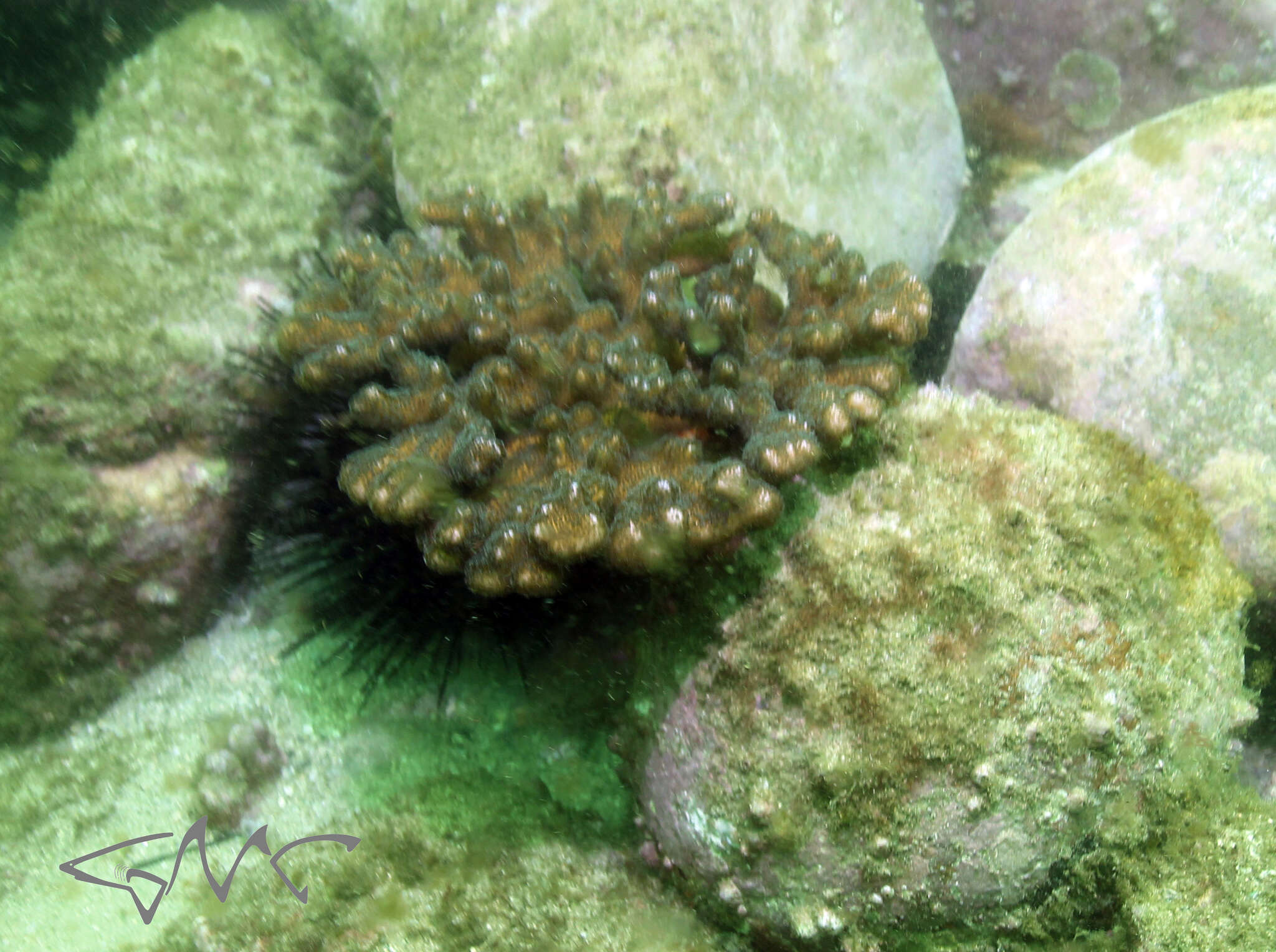 Image of Pocillopora aliciae Schmidt-Roach, Miller & Andreakis 2013