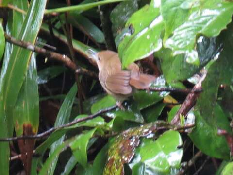 Image of Atherton Scrubwren