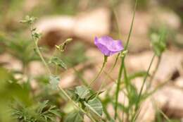 Sivun Jacquemontia evolvuloides (Moric.) Meisn. kuva