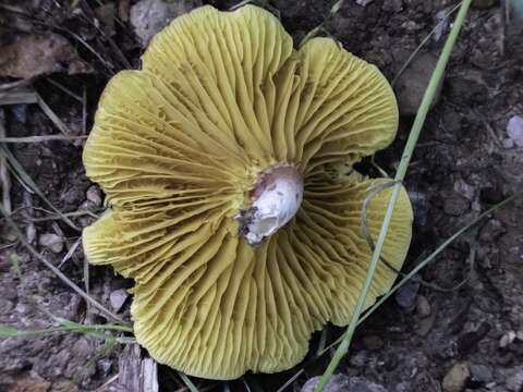 Image of Phylloporus leucomycelinus Singer 1978