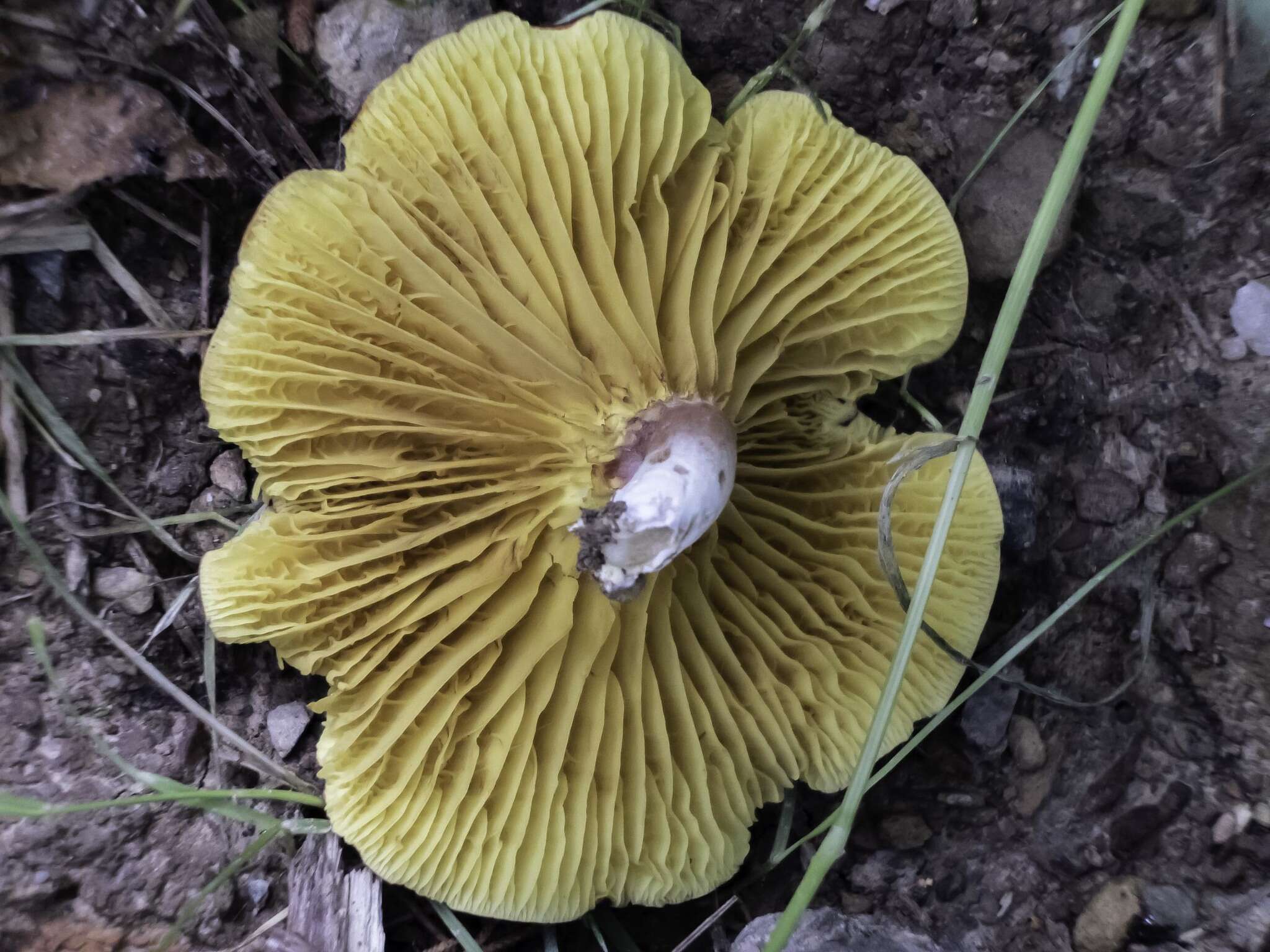 Phylloporus leucomycelinus Singer 1978的圖片