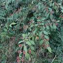 Image of Terminalia pendula (Edgew.) Gere & Boatwr.