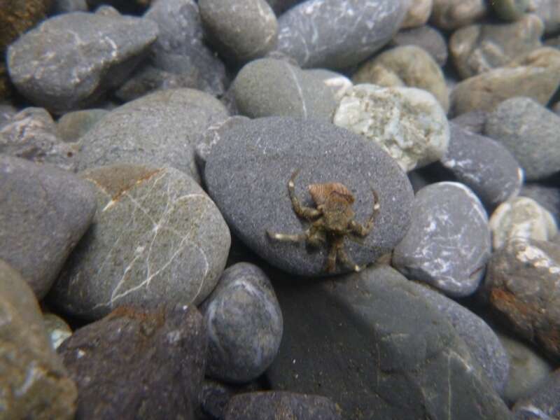 Image of Hairy Hermit Crab