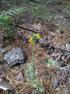 Image of Lithospermum obovatum Macbr.