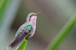 Image de Cynanthus forficatus (Ridgway 1885)