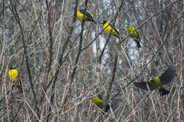 Image of Collared Grosbeak