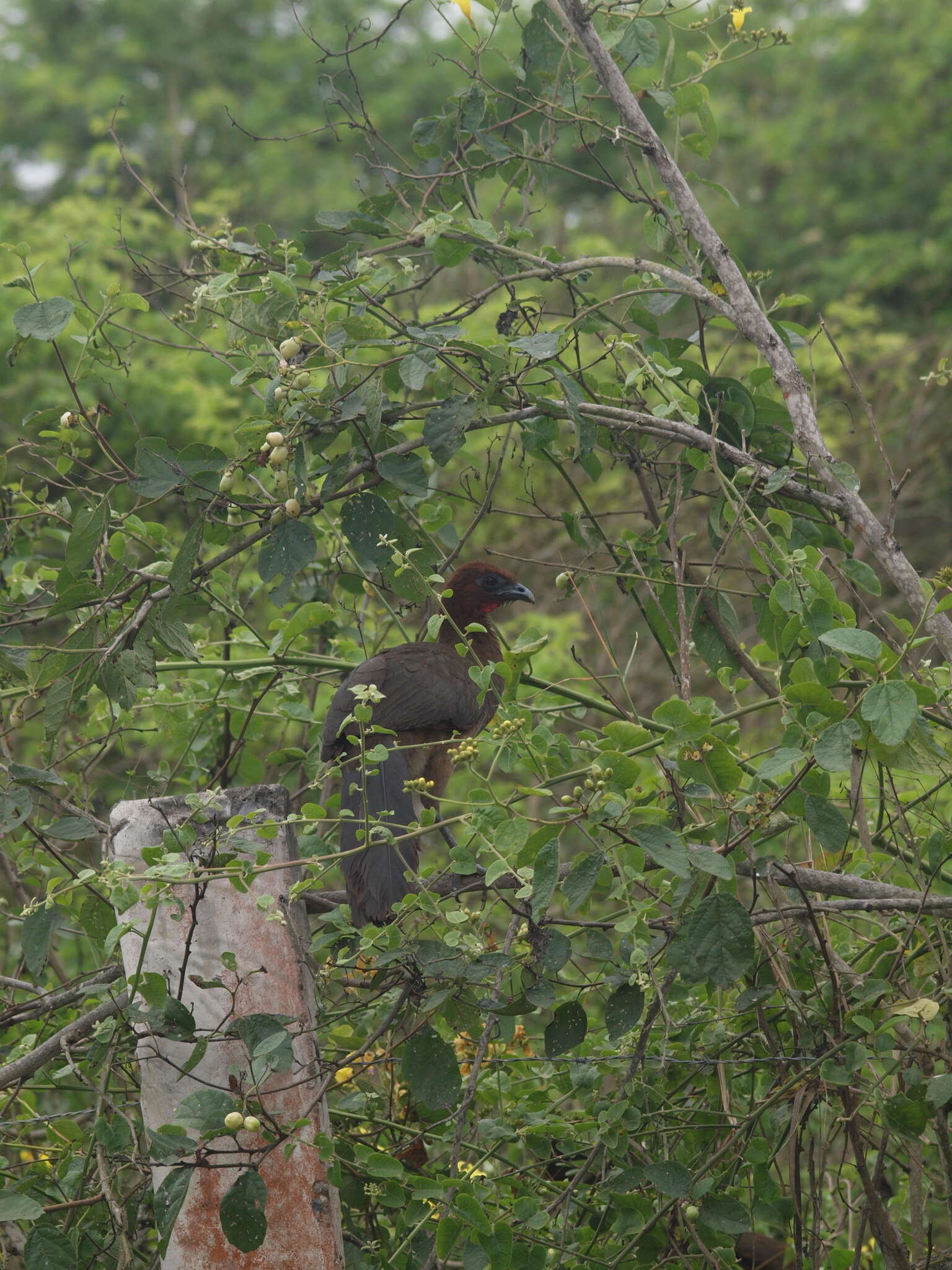 Image of Rufous-headed Chachalaca