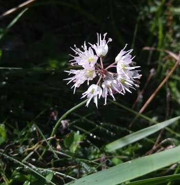 Image of Allium ericetorum Thore