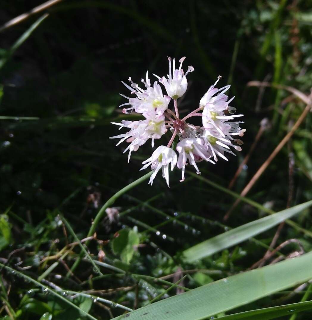 Слика од Allium ericetorum Thore