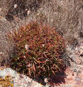 Image of Armeria berlengensis Daveau