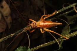 Image of Gryllacris javanica Griffini 1908