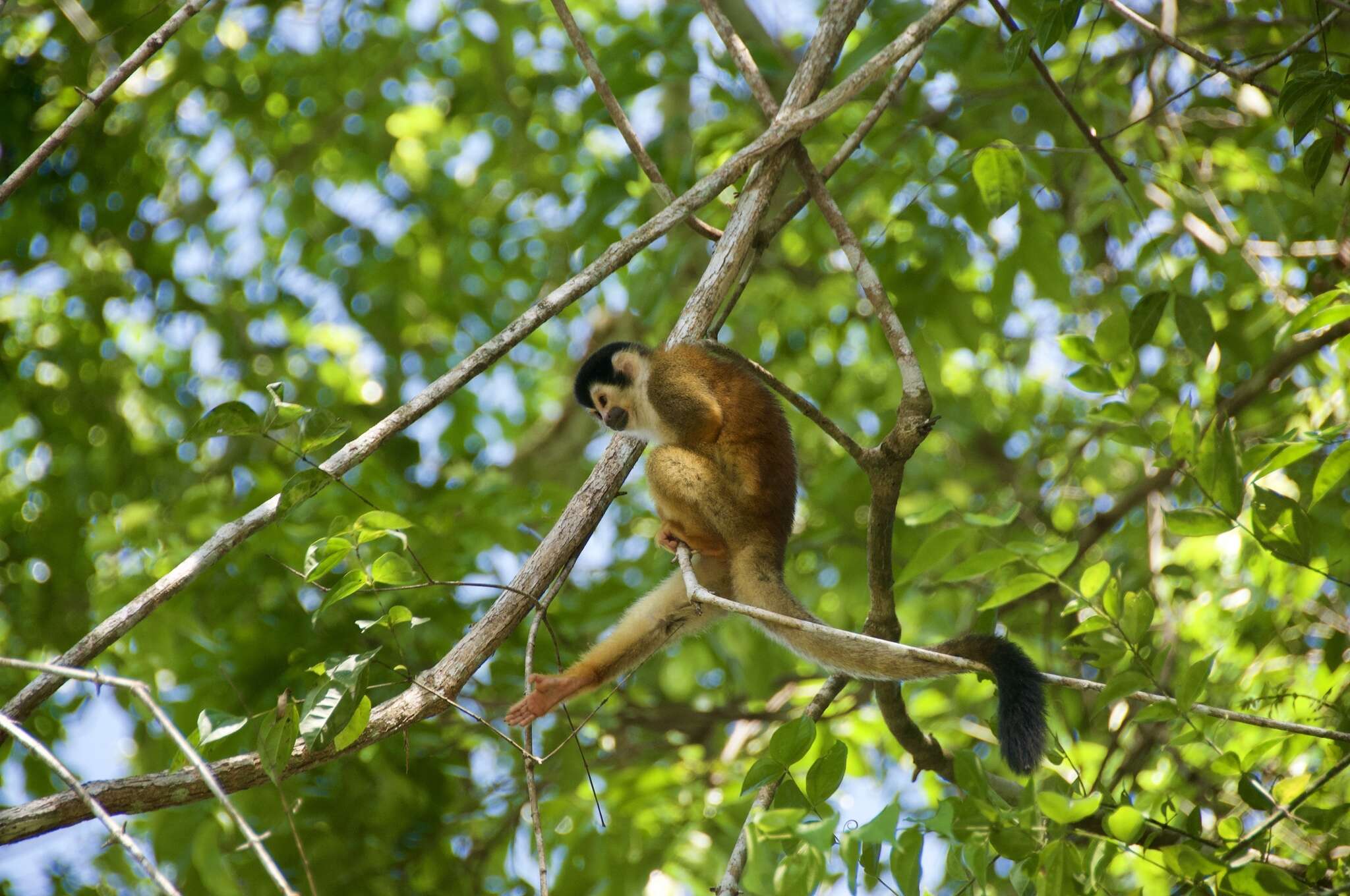 Image of Black-crowned Central American Squirrel Monkey