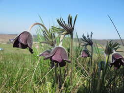 Imagem de Pulsatilla pratensis subsp. hungarica Soó