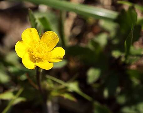 Ranunculus hispidus var. nitidus (Ell.) T. Duncan的圖片