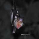 Image of Peleng Leaf-nosed Bat