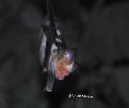 Plancia ëd Hipposideros pelingensis Shamel 1940